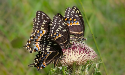 Four gold- and blue-spotted black swallowtail butterflies perch on a brush-shaped flower. 