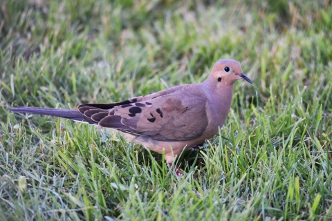 A mourning dove standing in short grass