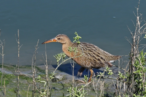 Ridgway Rail bird wading in water behind vegetation.