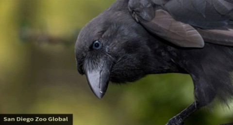 An ʻalalā sits amongst the trees. It has a large, black beak and black feathers. 