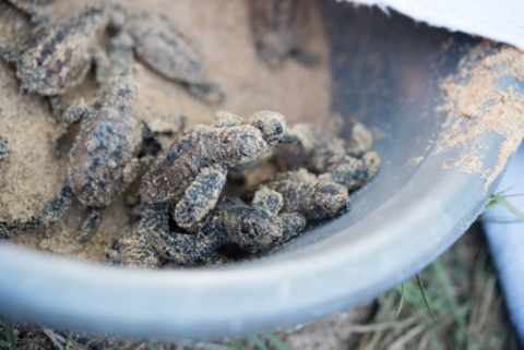  Rescued hawksbill hatchlings are prepared for release after a nest excavation. The babies are crawling out of a blue bucket.