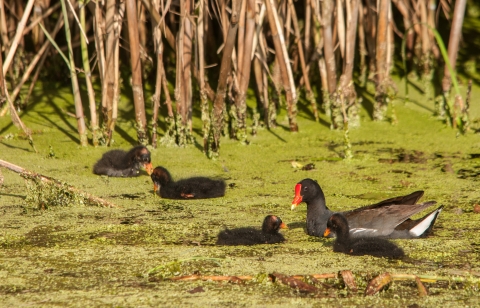 Common gallinule with chicks in a pond with duck weed