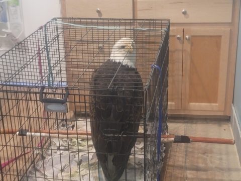 Rescue Bald Eagle
