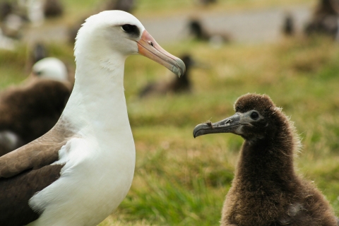 An adult albatross and juvenile albatross look at each other. The adult is white with an orange beak and large black eye. Its wings are black. The juvenile is fluffy and brown. 