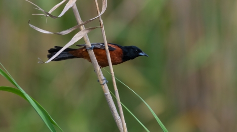 Orchard oriole prepares for flight from sea cane