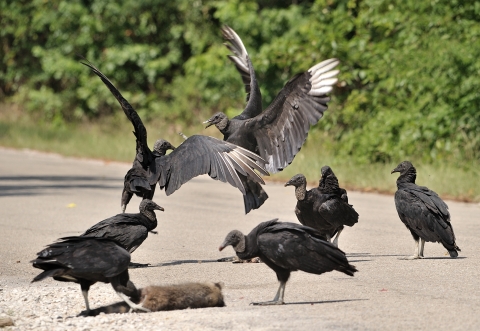 Black vultures squabbling over a dead raccoon