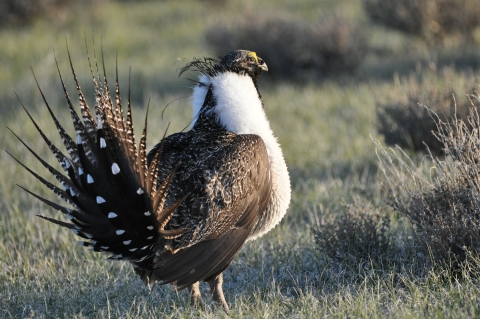 An image of a brown bird with a white chest and neck standing in low grassland and sage habitat. 