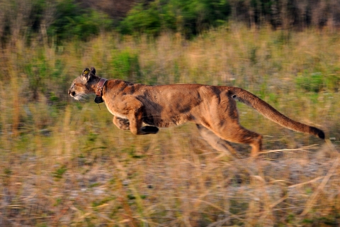 A Florida panther continues to sprint away toward the woodlands.