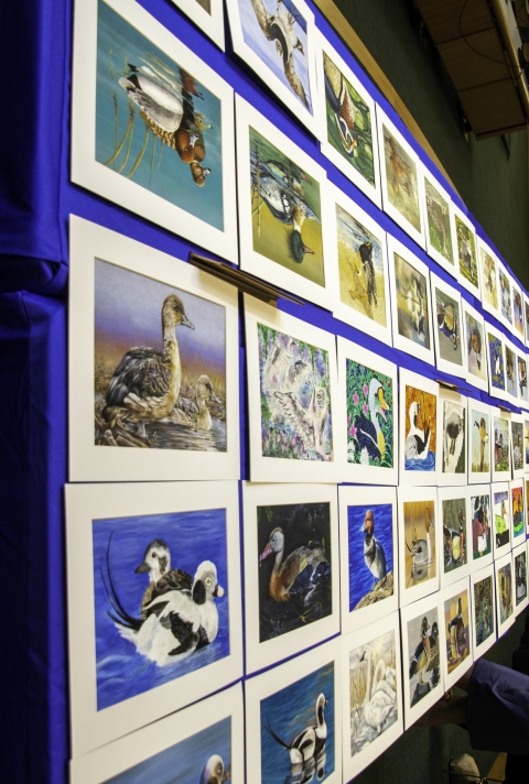Image is multiple pieces of Junior Duck stamp artwork displayed on a table for the Junior Duck Stamp Contest 2023