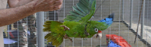 A Puerto Rican parrot flies with its wings outstretched and blue flight feathers visible. The bird is wearing a tracking device near its neck. 