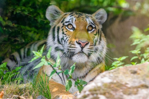 Siberian tiger resting on vegegation looking up