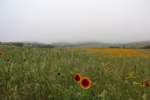 Fog sits low over a grassy field peppered with orange and yellow flowers. 