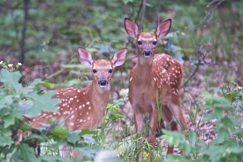 Two white-tailed deer fawns stand in green leaves facing viewer