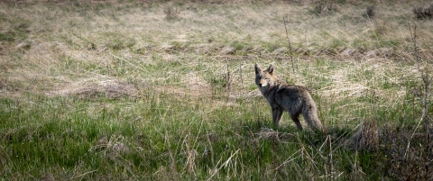 A coyote stands in a field of grass, looking back over its shoulder.