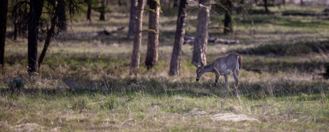 A deer grazes on grass near some trees