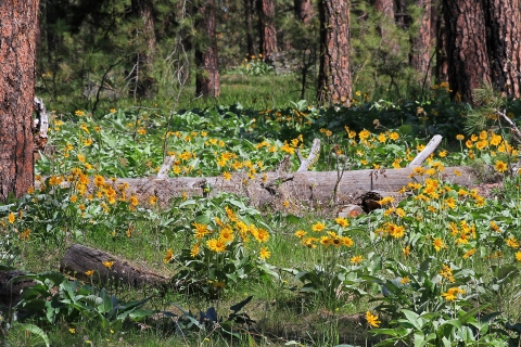 A field of bright yellow flowers filles the understory of a ponderosa pine forest