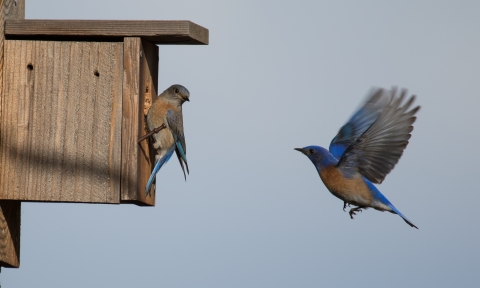 A pair of western bluebirds utilizes a nest box
