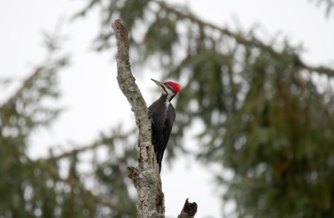 Pileated woodpecker in the woods by Jake Bonello/USFWS