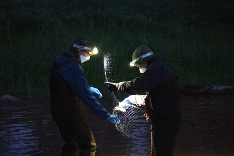 two people with headlamps remove a bad from a mist net at night