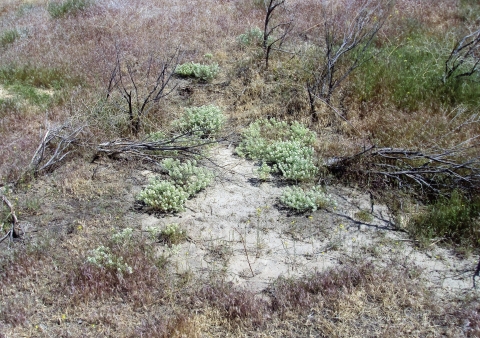 A bare area or slickspot can be seen in the center of the frame with white-flowered plants. The rest of the area is dry and brushy.