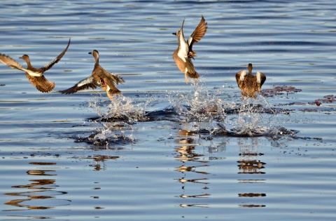 Blue wing teal take off