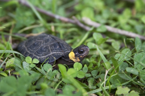 A Bog turtle on grassy ground looking up.