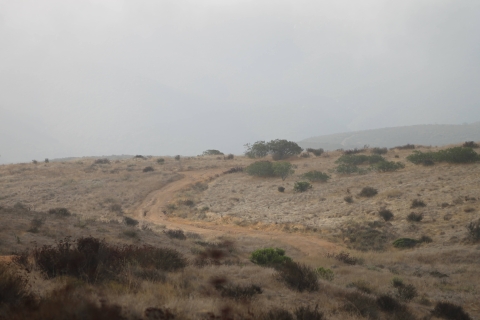 An overcast sky and morning mist covers a winding road bisecting the dry, coastal shrubs. 