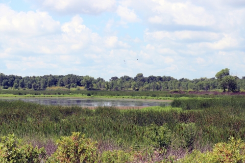 View of freshwater marsh.