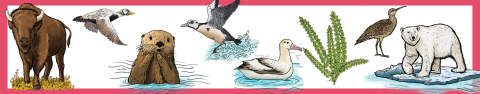 Drawings of Alaska's eight threatened and endangered species. Include wood bison, spectacled eider, northern sea otter, steller's eider, short-tailed albatross, aleutian shield fern, eskimo curlew, and polar bear.
