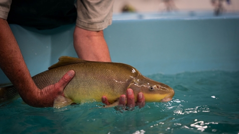 A person holding an adult razorback sucker in water