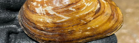 Photo of a freshwater mussel, which is important to clean water supplies.