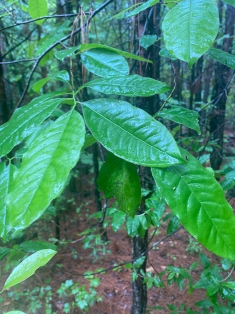 Green oval leaves in a wooded area