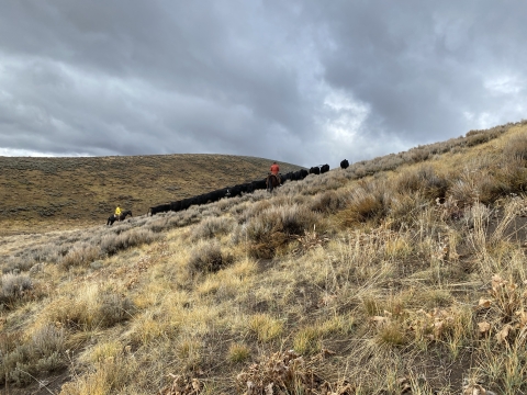 riders herding cattle on a sideslope of sagebrush with stormy clouds