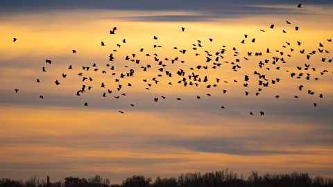 A large flock of birds flies across an orange sky streaked with blue.