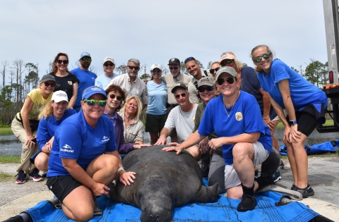 a group of people surrounding a manatee laying on a blue tarp