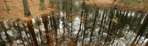 A pond reflects the surrounding pine forest.