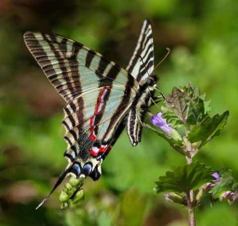 Beautiful turquoise, black, yellow striped butterfly, with red and blue highlights near a violet flower on a green leafy stalk
