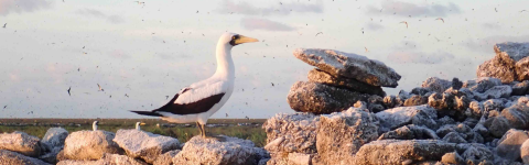 A masked booby stands on rocks while other birds fly in the air in the background.
