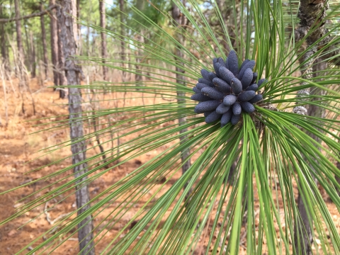 up close photo of longleaf pine 