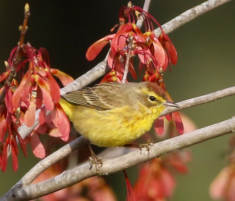 Small, bright yellow & brown bird sits on branches in front of bright red whirlygig seed pod clusters