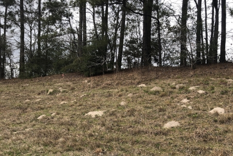 Baird's pocket gopher mounds
