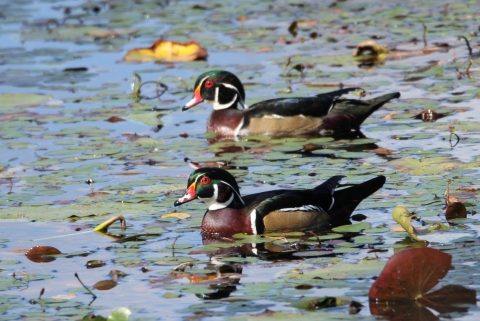 Colorful male wood ducks swimming in lily pads.