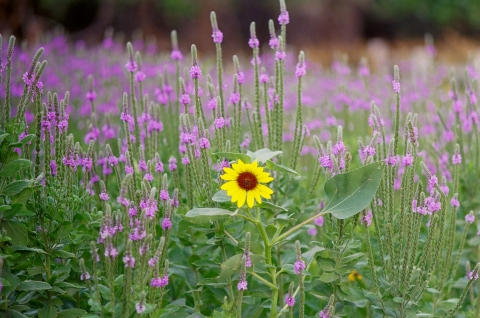 Wildflowers