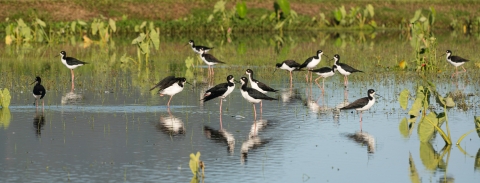 Black and white birds with long, skinny, pink legs stand in still water with green taro plants popping up here and there. 