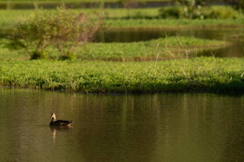 A duck wades in a wetlands pond. Green foliage is visible behind the pond 