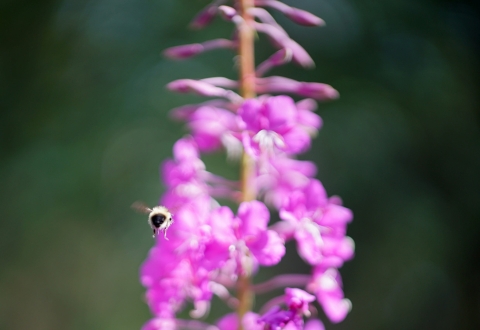 a bee flying towards the camera away from pink flowers