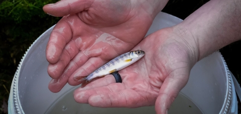 A silver-grey salmon yearling lays across a man’s flat, wet, open hands. On the man’s left index finger, he wears a thick black ring. Beneath the salmon, a white bucket filled halfway with water stands on green grass.