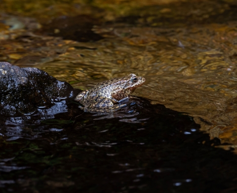 A tan and black speckled frog sits partially submerged on a rock in a clear stream