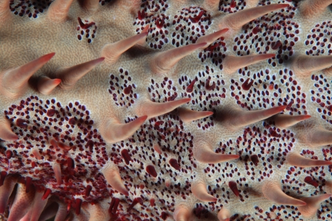 Close-up of starfish shows spikes and countless red dots. 