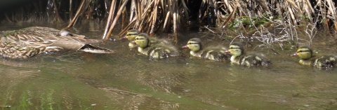 Mallard Ducklings swimming with Mom